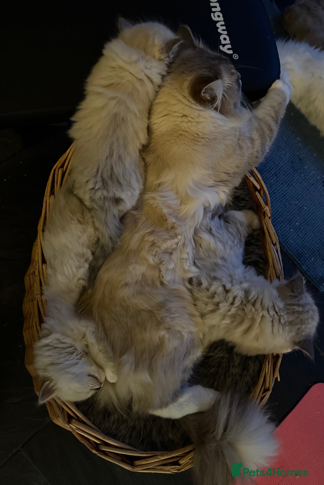 Ragdoll cats for sale: Beautiful Siberian Ragdoll cross kittens for sale - Advert 10