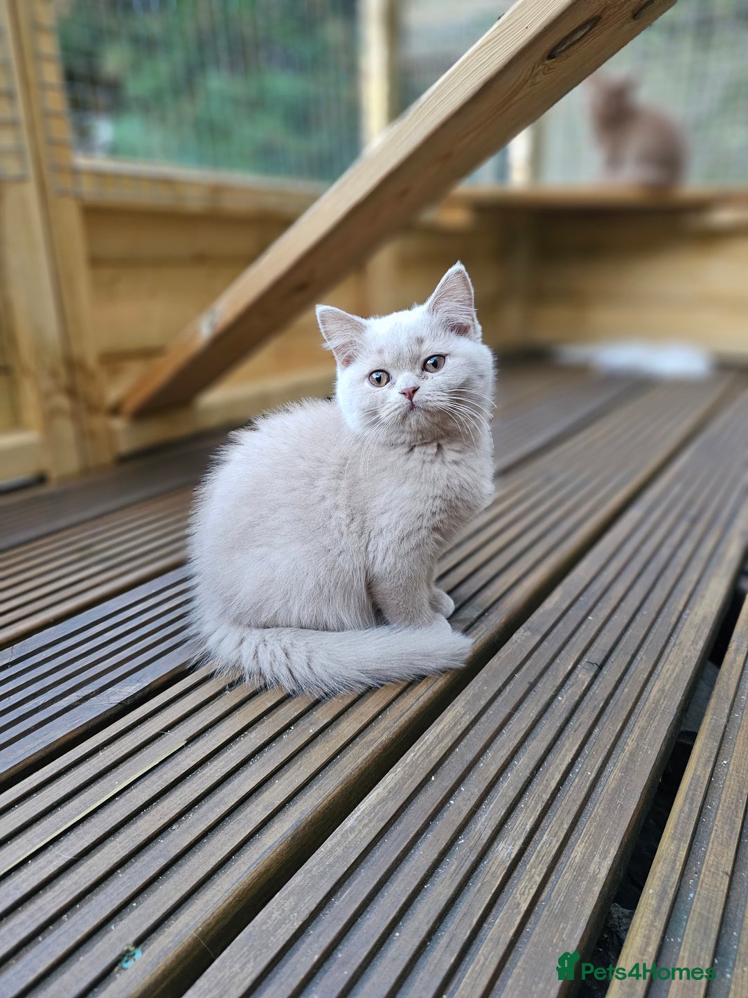 British Shorthair cats for sale: Gccf champion line rare fawn bsh kittens - Image 5