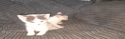 Mixed Breed cats for sale: 11 Adorable kittens 🐾 - Advert 20
