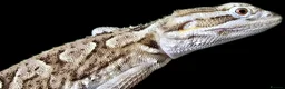 Dragon reptiles for sale: Rankins dragon  - Advert 2