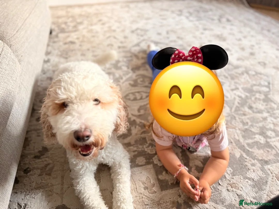 Australian Labradoodle dogs for sale: Female miniature Australian Labradoodle - Advert 5