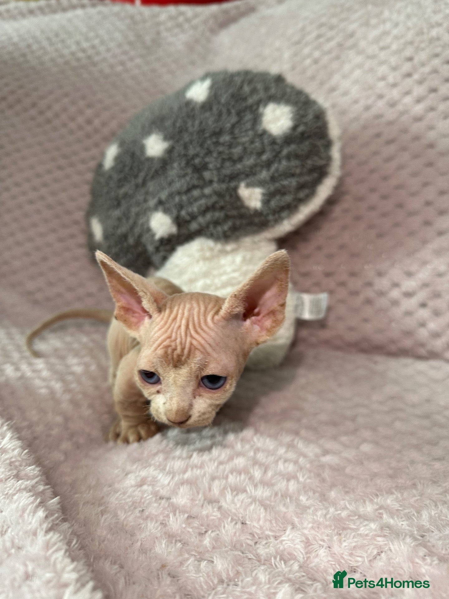 Sphynx cats Bambino Sphynx kittens  - Advert 3