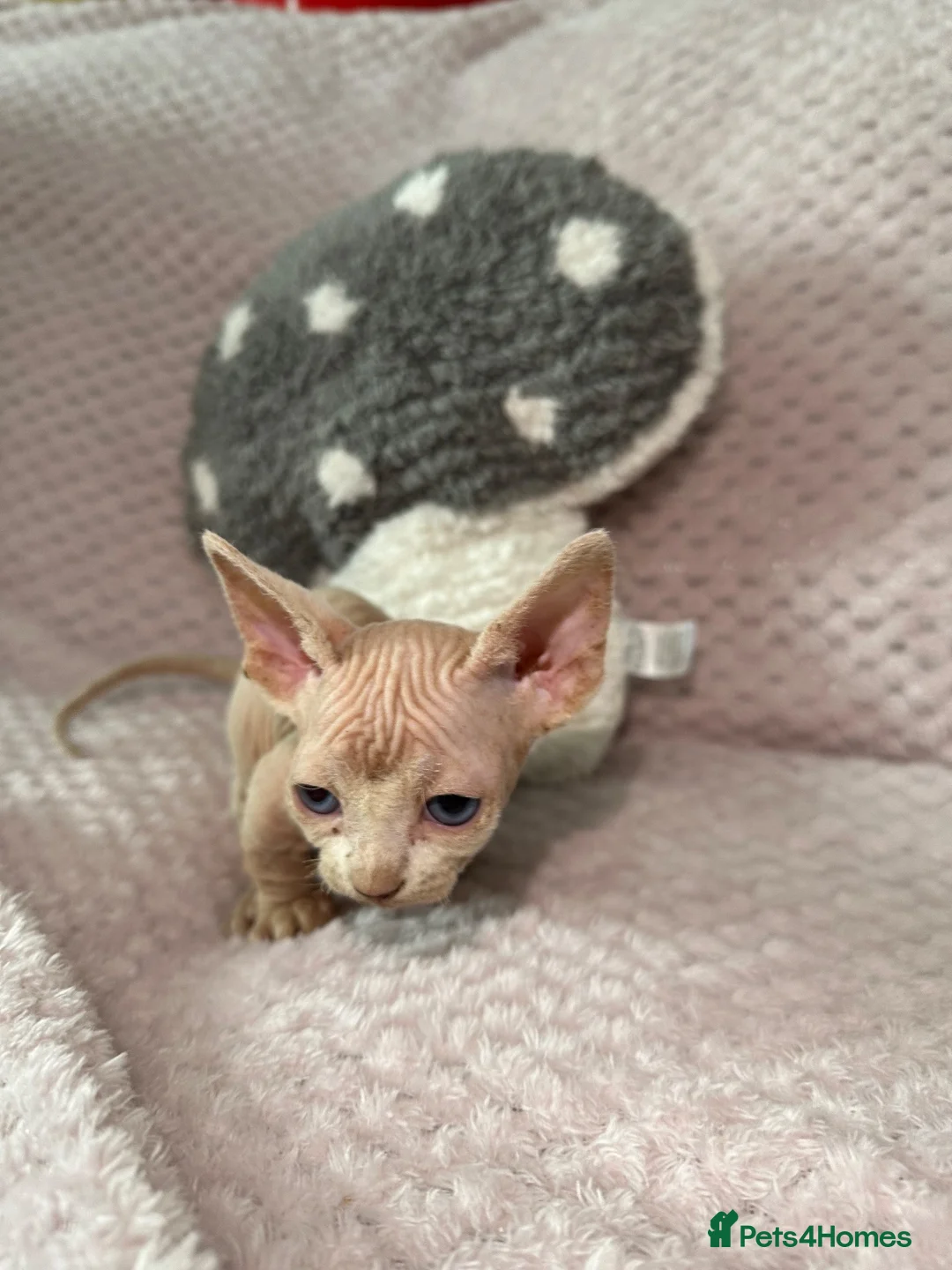 Sphynx cats for sale: Bambino Sphynx kittens  - Advert 1