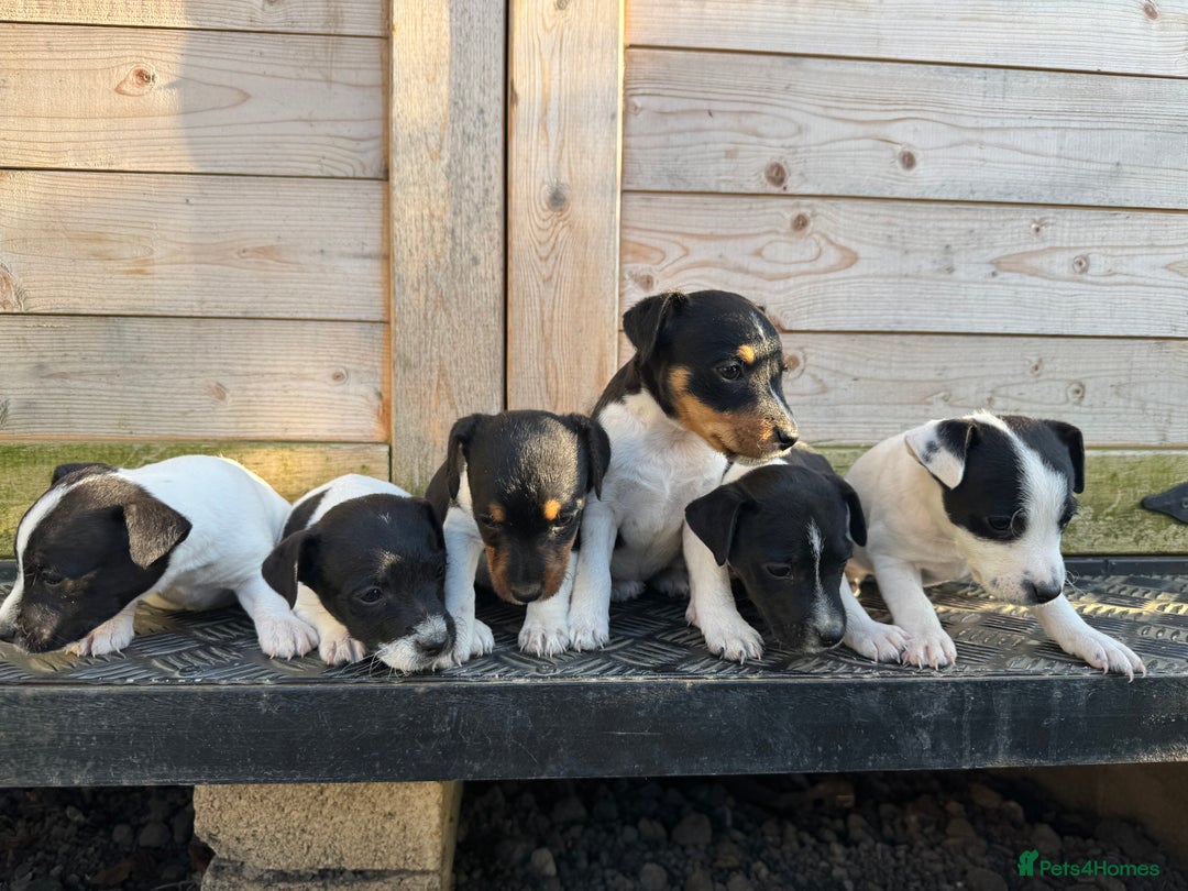 Jack Russell dogs for sale: Stunning litter of Jack Russel’s.  - Image 4