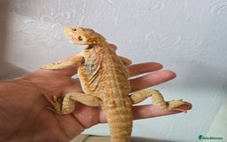 Bearded Dragon reptiles for sale: Variety of bearded dragon babies  - Image 18