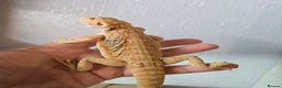 Bearded Dragon reptiles for sale: Variety of bearded dragon babies  - Advert 17