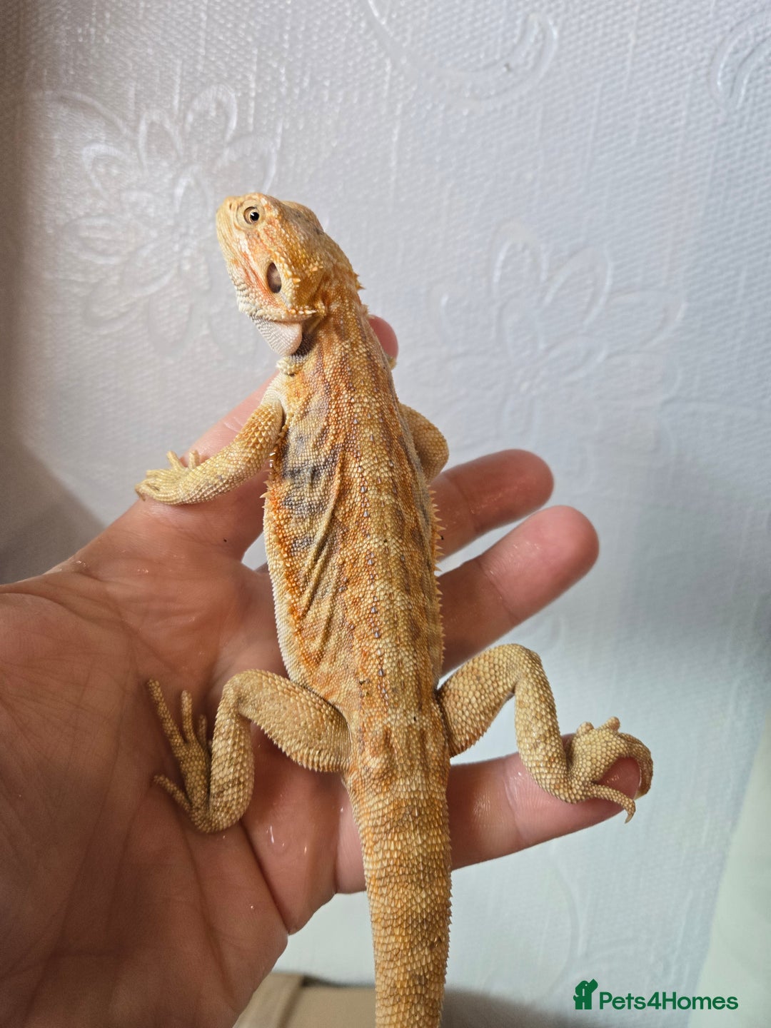Bearded Dragon reptiles for sale: Variety of bearded dragon babies  - Image 18