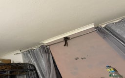 Mixed Breed livestock for sale: Momerset monkey  - Image 2