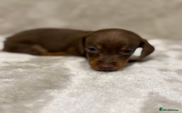 Miniature Dachshund dogs for sale: 🐾 Stunning Miniature Dachshund Puppies - Image 13