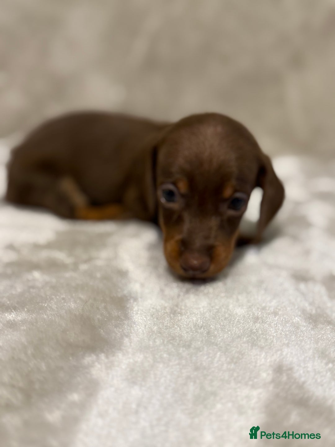 Miniature Dachshund dogs for sale: 🐾 Stunning Miniature Dachshund Puppies - Image 13