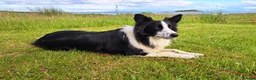 Border Collie dogs for sale: Beautiful 3 year old female border collie in Cambridge - Advert 7