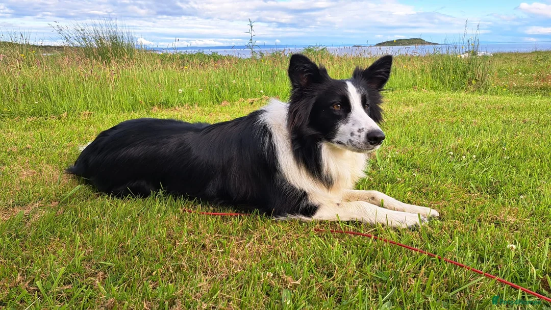Border Collie dogs for sale: Beautiful 3 year old female border collie in Cambridge - Advert 7