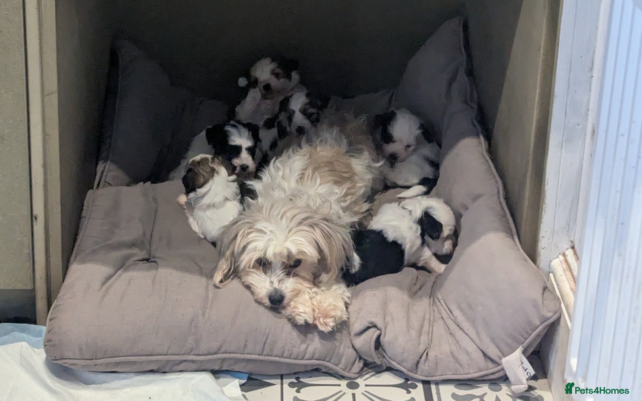 Mixed Breed dogs Chinese crested powder puff X Lhasa apso - Advert 7