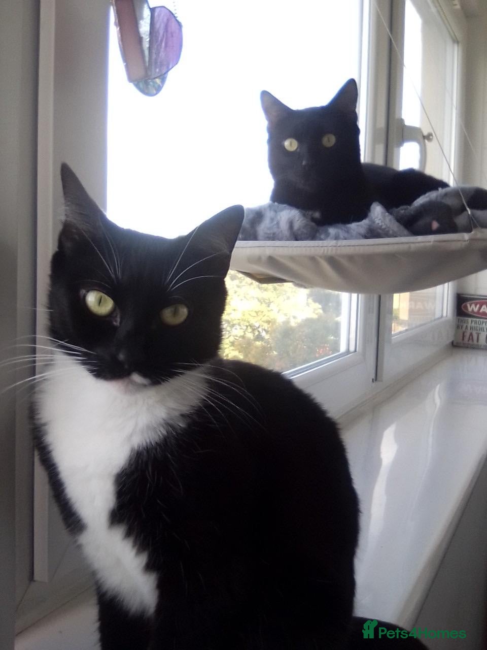 Domestic Shorthair cats Minette & Bruce (House/Indoor)  - Advert 2