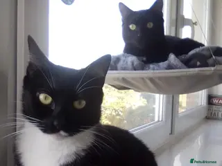 Domestic Shorthair cats Minette & Bruce (House/Indoor) - Advert 2