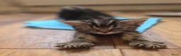 Mixed Breed cats for sale: Tabby kittens  - Advert 17