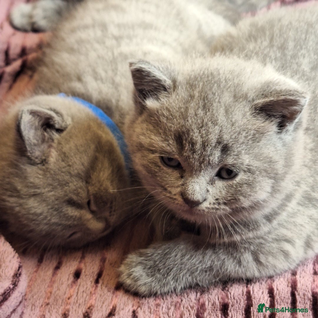 British Shorthair cats for sale: ✨British Shorthair Kittens looking for new family✨ - Advert 8