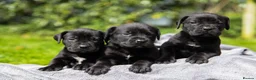 Boerboel dogs for sale: Waitlist now open - due early October in Horsham - Advert 10