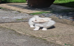Chihuahua dogs for sale: Gorgeous Long coat MALE WHITE chihuahua.  - Image 14