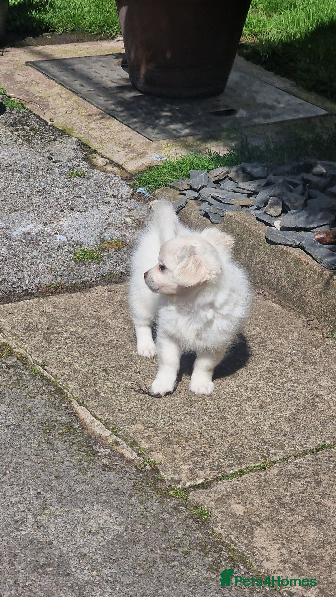 Chihuahua dogs for sale: Gorgeous Long coat MALE WHITE chihuahua.  - Image 14