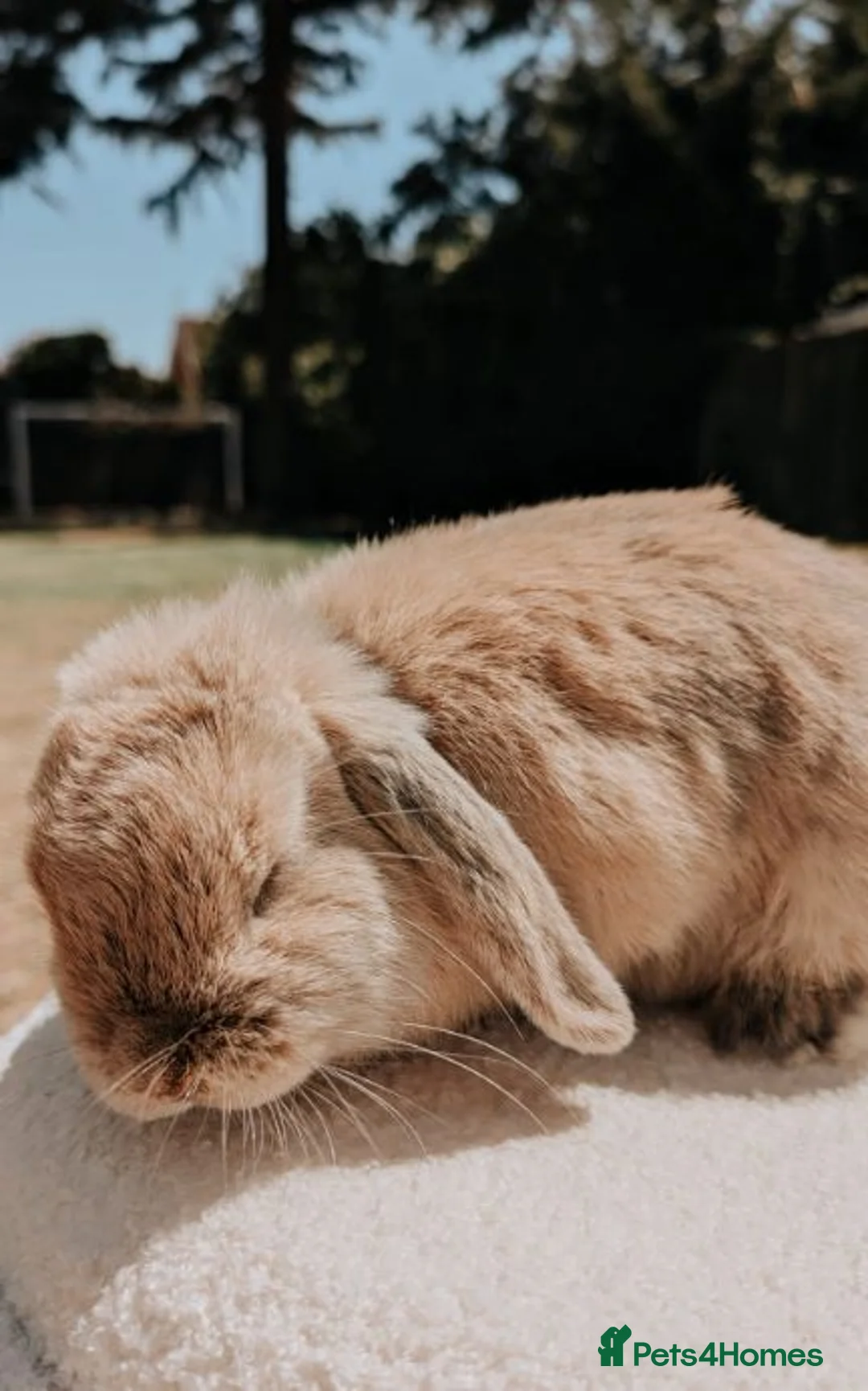 Mini Lop rabbits for sale: Gorgeous Female Mini Lop  - Advert 7
