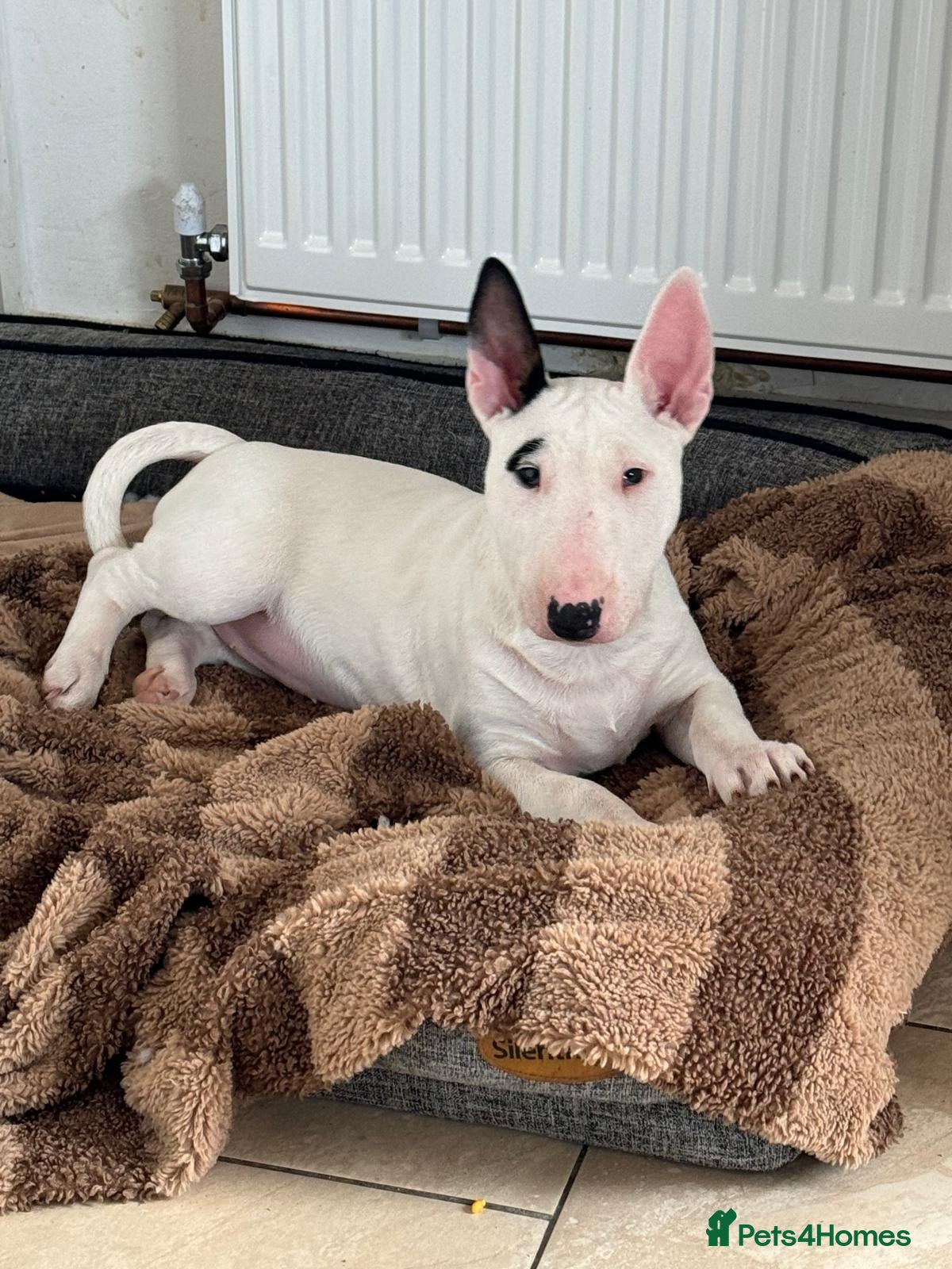 English Bull Terrier dogs English Bullterriers  - Advert 1