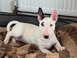 English Bull Terrier dogs English Bullterriers - Advert 1