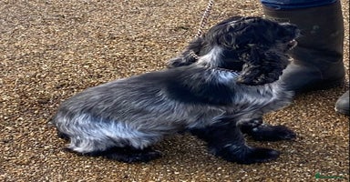 Cocker Spaniel dogs - Advert 9
