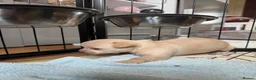 Chihuahua dogs for sale: Smooth coat chihuahua puppies  - Advert 23