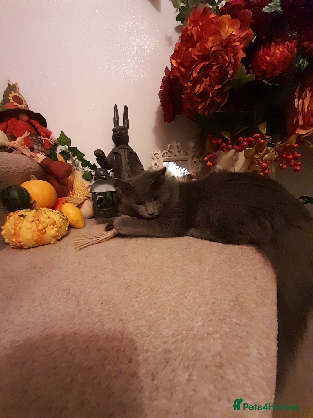 British Longhair cats for sale: British blue longhair - Image 4