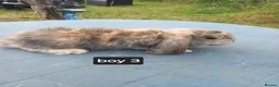 French Lop rabbits for sale: Baby French lop giant rabbits for sale - Advert 4