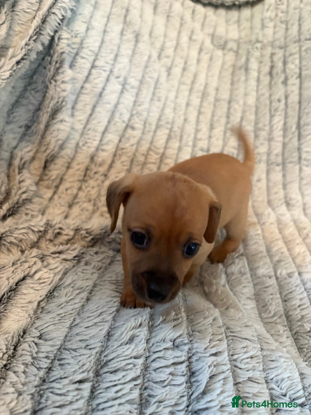 Jack Russell dogs for sale: Jack Russell puppies for sale - Advert 10