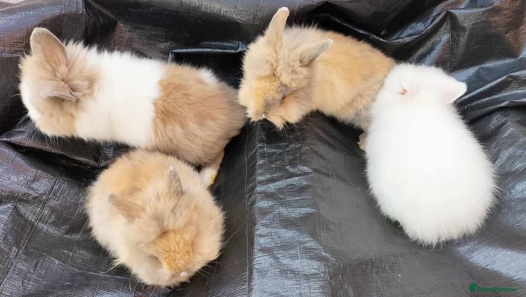 Lionhead rabbits for sale: Beautiful Lionhead Baby Bunnies – Very Friendly! in Smethwick - Advert 2