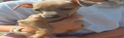 Italian Greyhound dogs for sale: Beautiful Italian-greyhound puppies - Advert 4