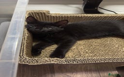 Mixed Breed cats for sale: Beautiful kittens!!!!! READY NOW!!! - Image 35