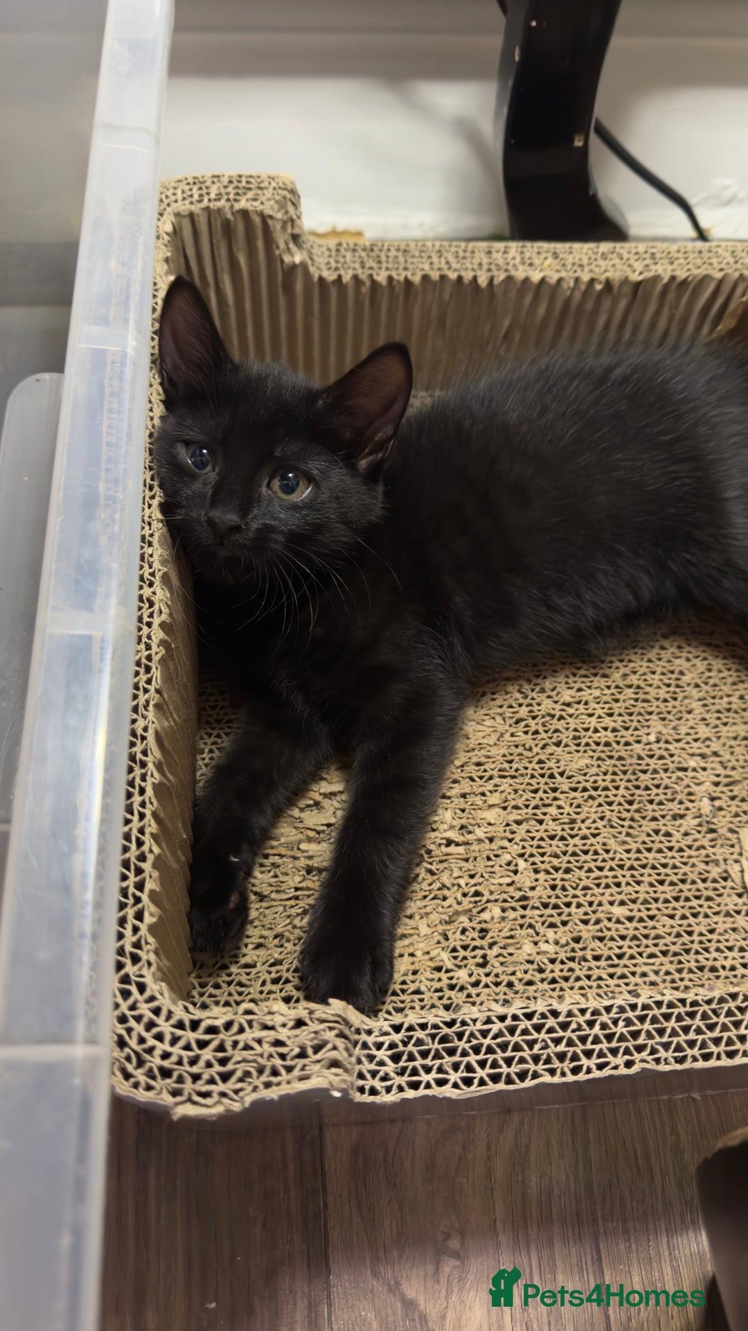Mixed Breed cats for sale: Beautiful kittens!!!!! READY NOW!!! - Image 35