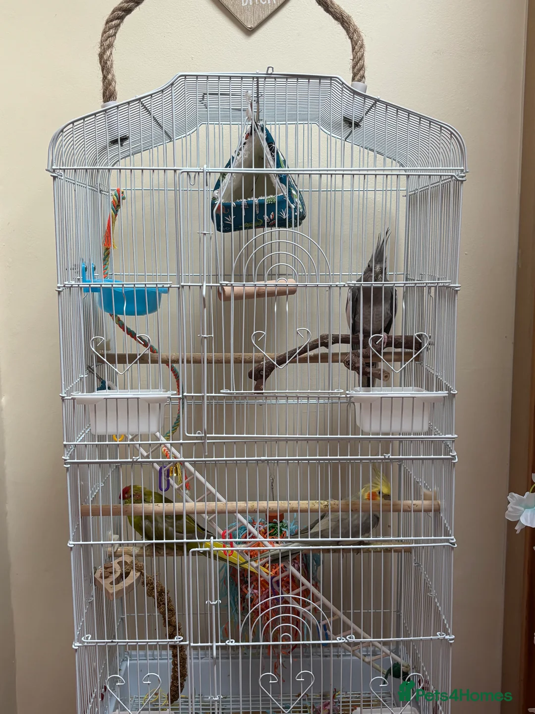 Cockatiels birds for sale: Birds for sale in Gateshead - Advert 1