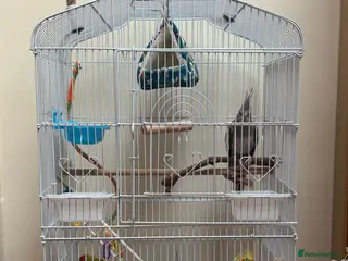 Cockatiels birds Birds for sale in Gateshead - Advert 1