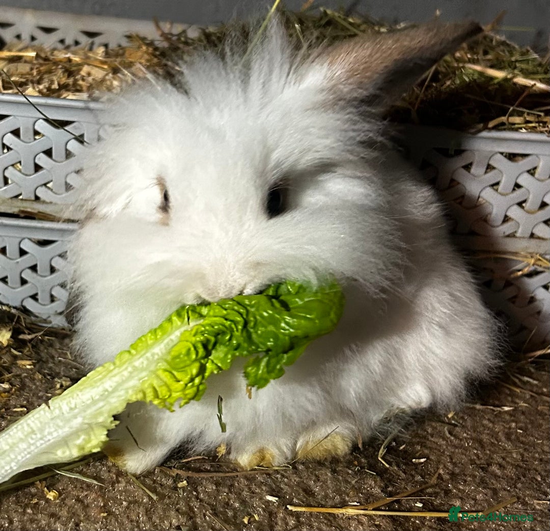 Mixed Breed rabbits for sale: Baby lion head and lop mix  - Advert 2