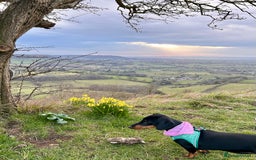 Dachshund dogs for sale: sweet and affectionate 1 year old sausage dog - Image 2