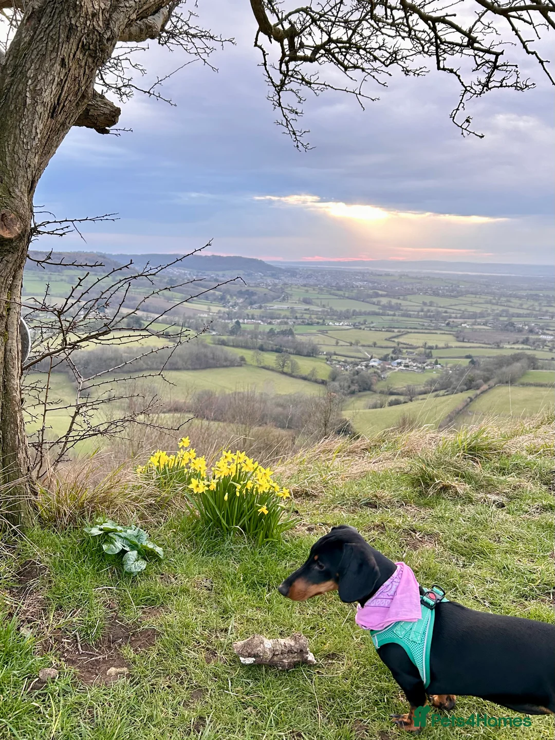 Dachshund dogs for sale: Loving Home Wanted for a Very Special Dog - Advert 2