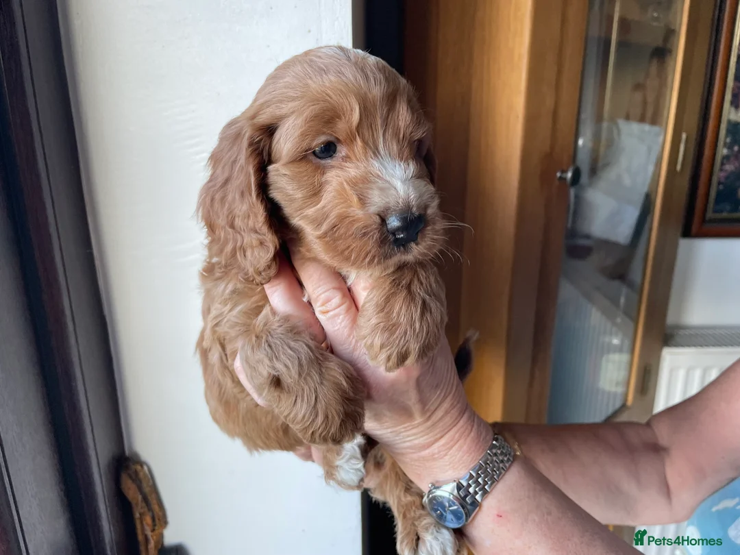Cockapoo dogs for sale: QUALITY COCKERPOO PUPS .HEALTH TESTED 5 star  - Advert 2