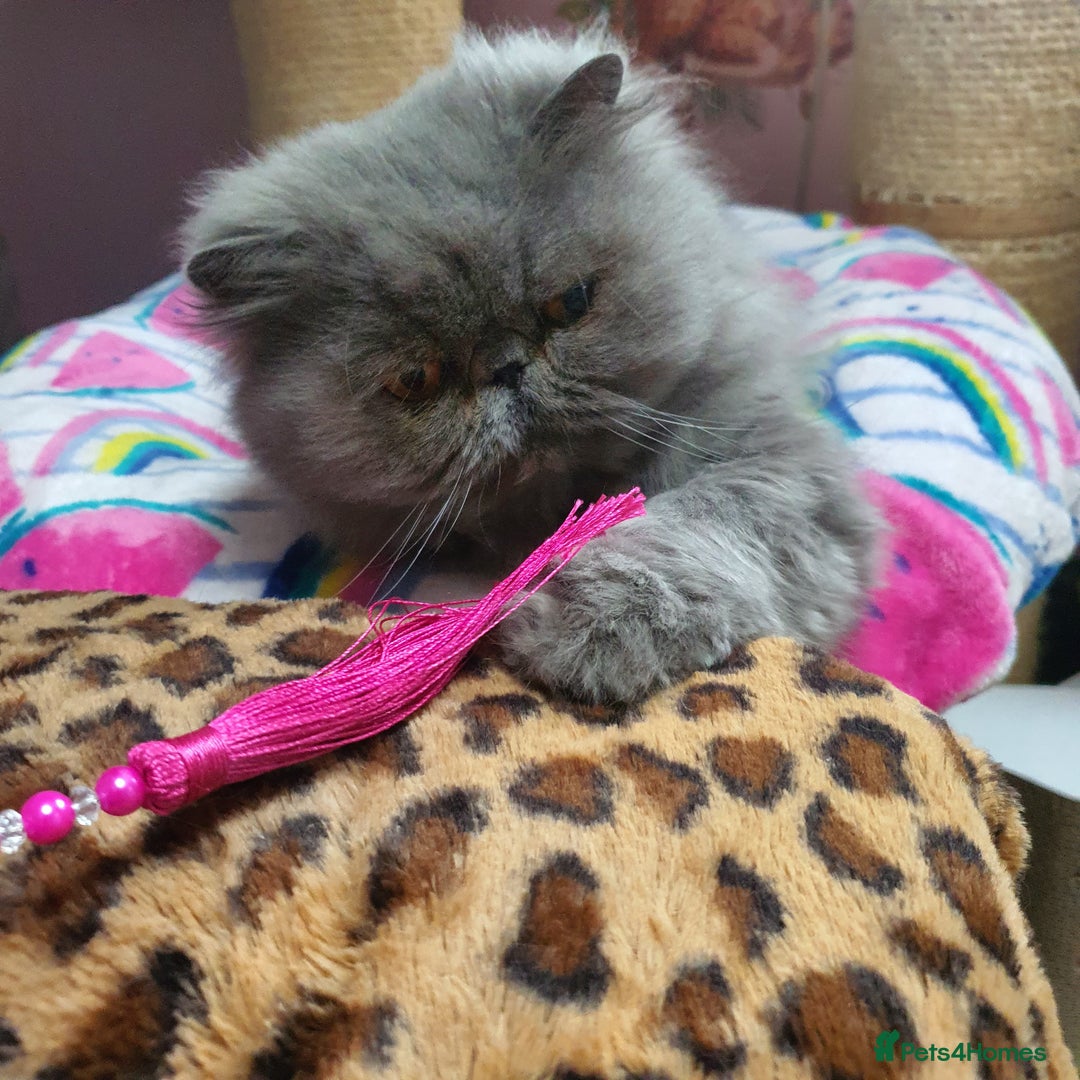 Persian cats for sale: Gorgeous GCCF Reg pure breed Persian Boy - Image 5