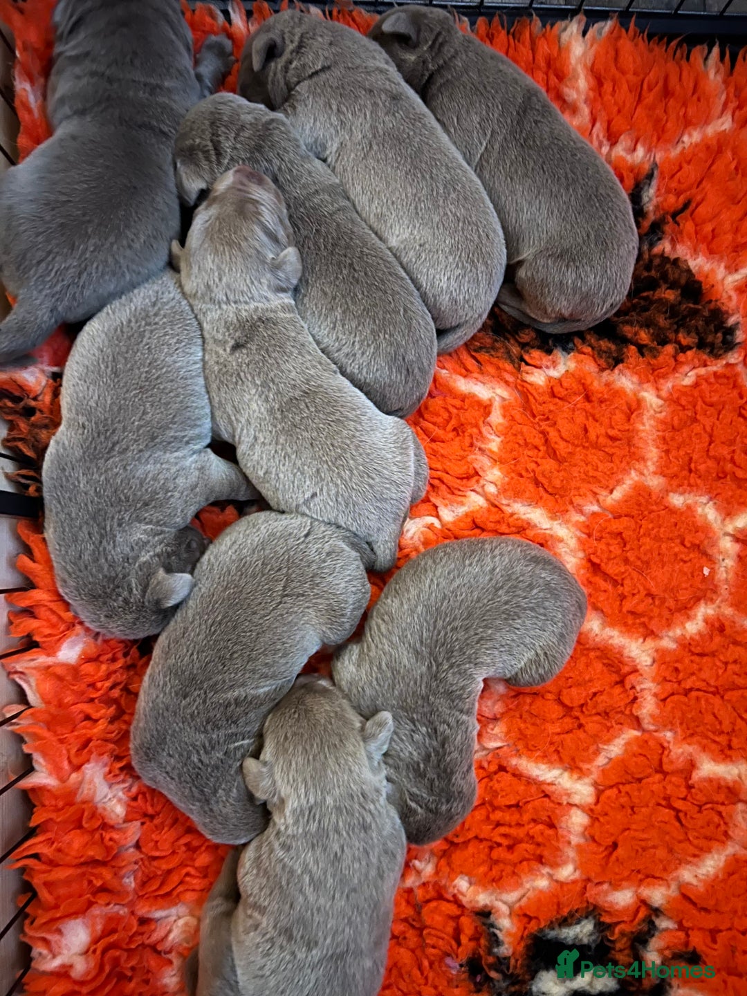 Labrador Retriever dogs for sale: Kc dna clear silver Labrador pups  - Advert 27