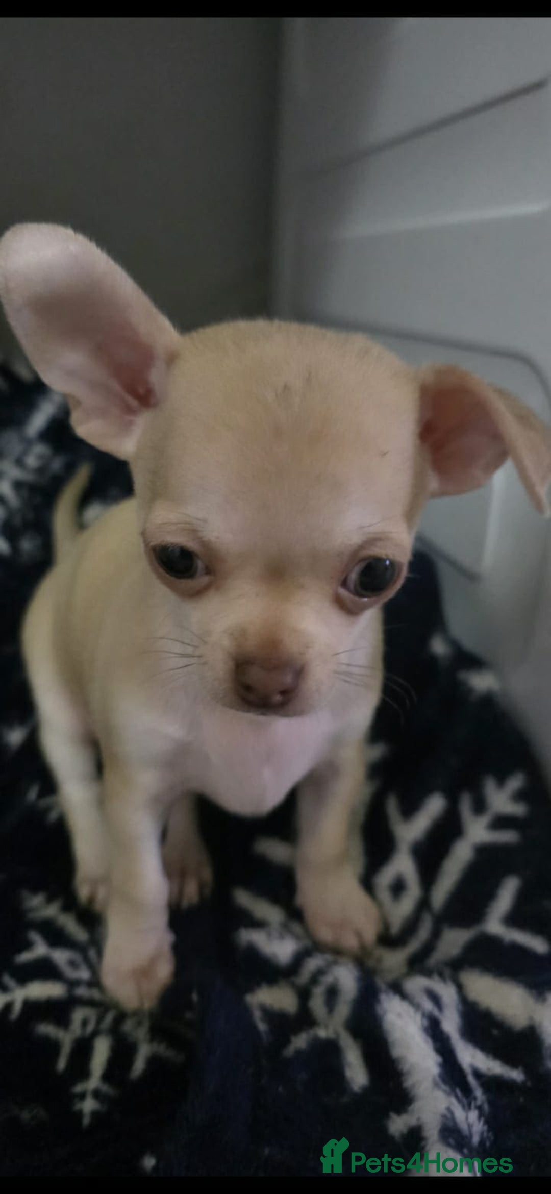 Chihuahua dogs for sale: 4 boys chihuahua puppies  - Advert 15