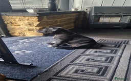 Staffordshire Bull Terrier dogs for sale: Black Female Staffordshire Bull Terrier - Image 6