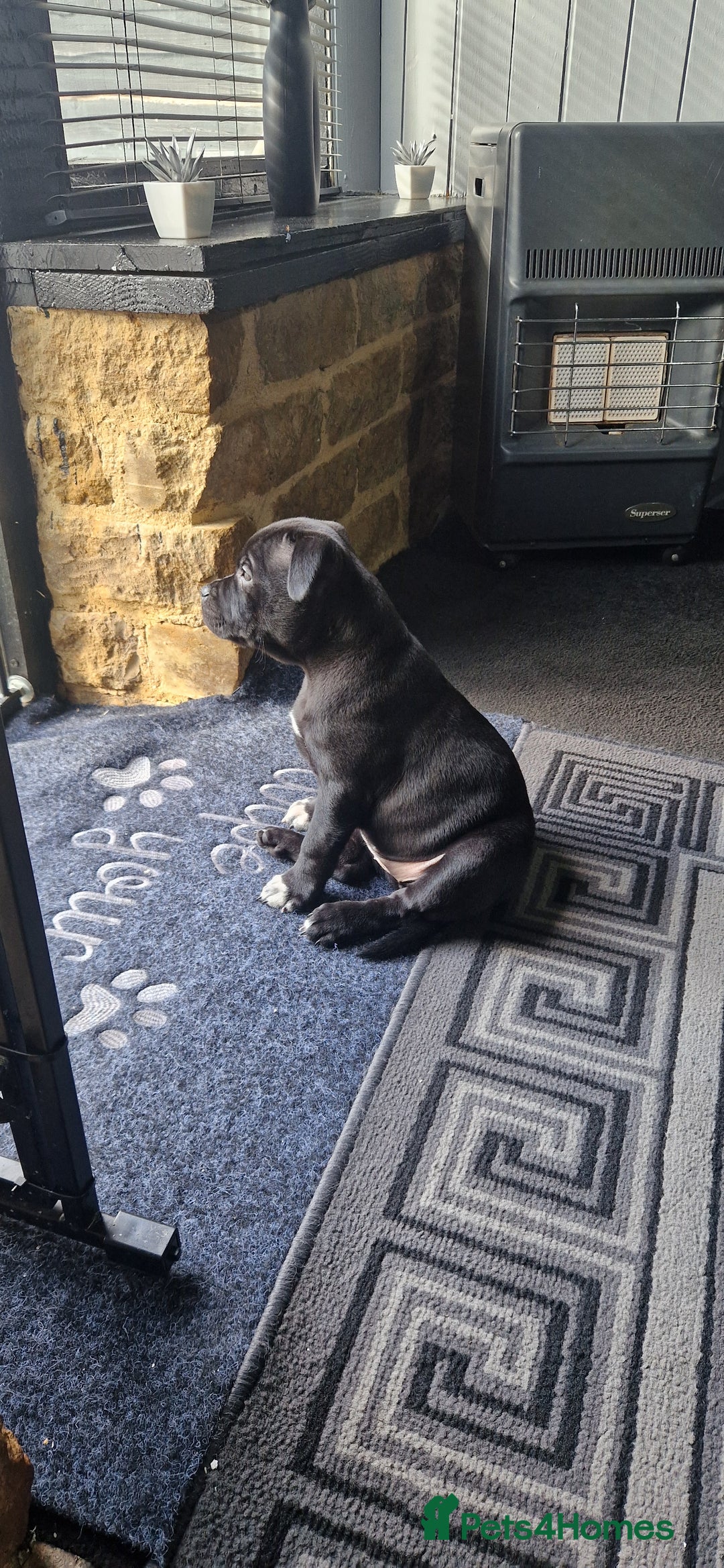 Staffordshire Bull Terrier dogs for sale: Black Female Staffordshire Bull Terrier - Image 6