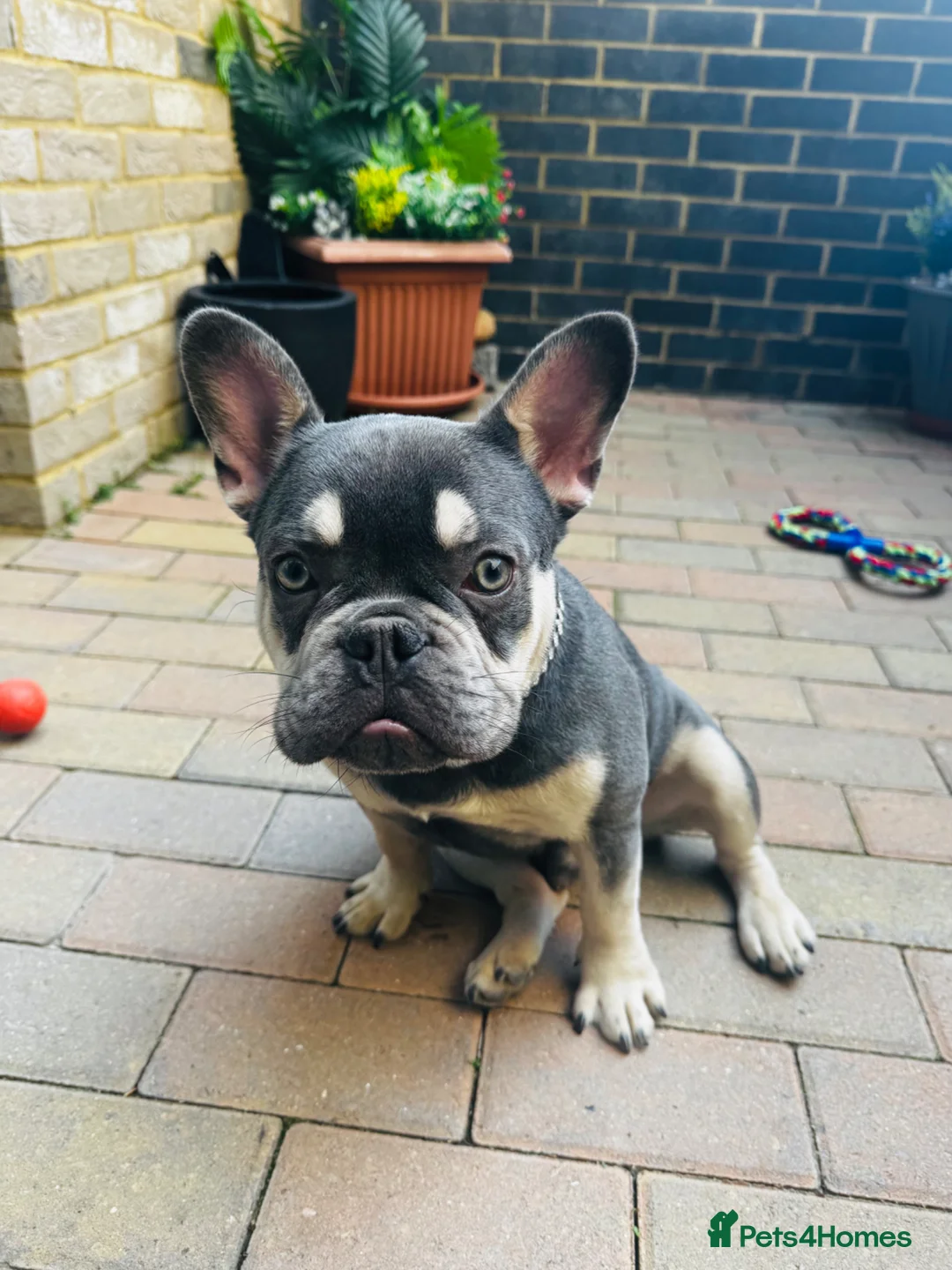 French Bulldog dogs for sale: Adorable KC Registered Blue French Bulldog - Advert 1