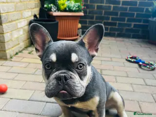 French Bulldog dogs Adorable KC Registered Blue French Bulldog - Advert 1