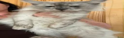 Maine Coon cats for sale: smoke Maine coon kittens - Advert 13